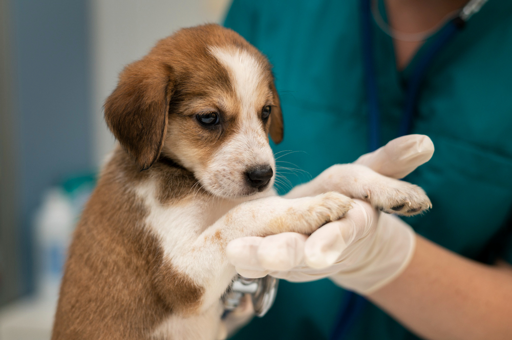 about our veterinary practice  Glen Rose, TX