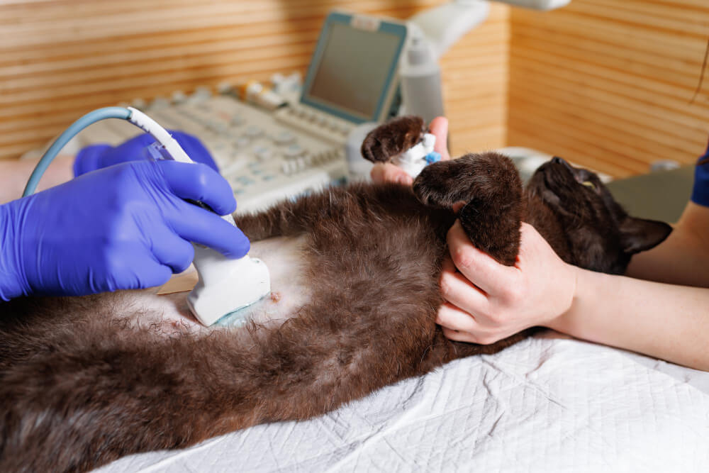 Ultrasound