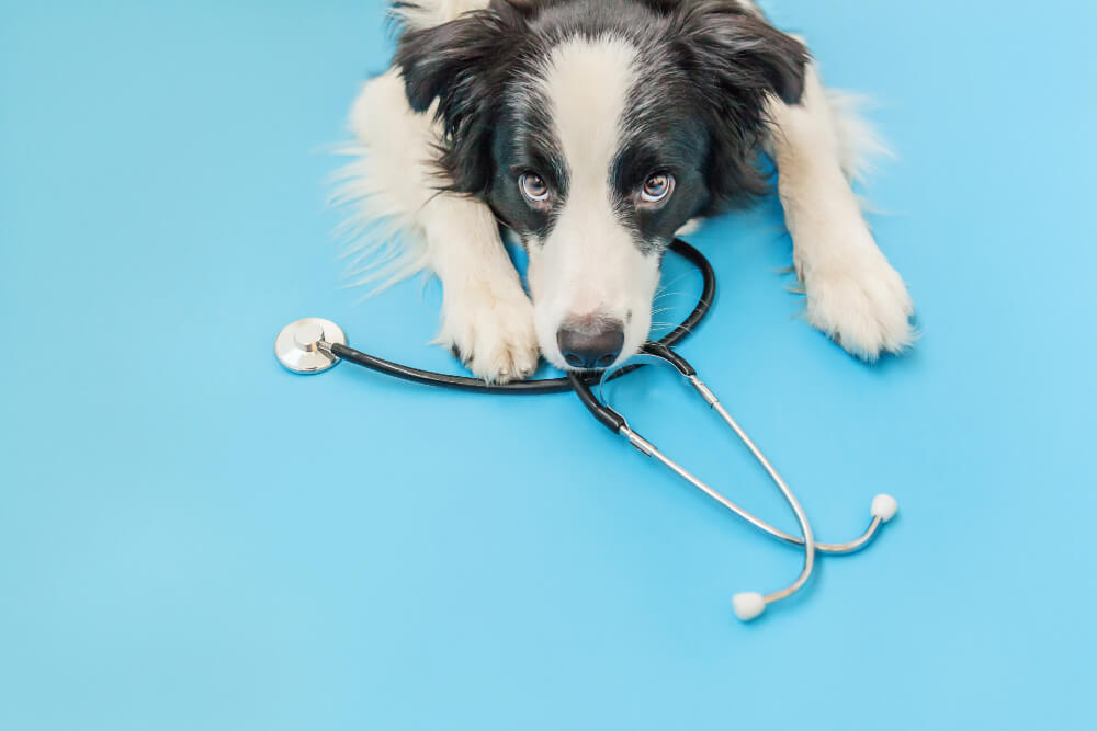 Wellness Exams  Glen Rose, TX